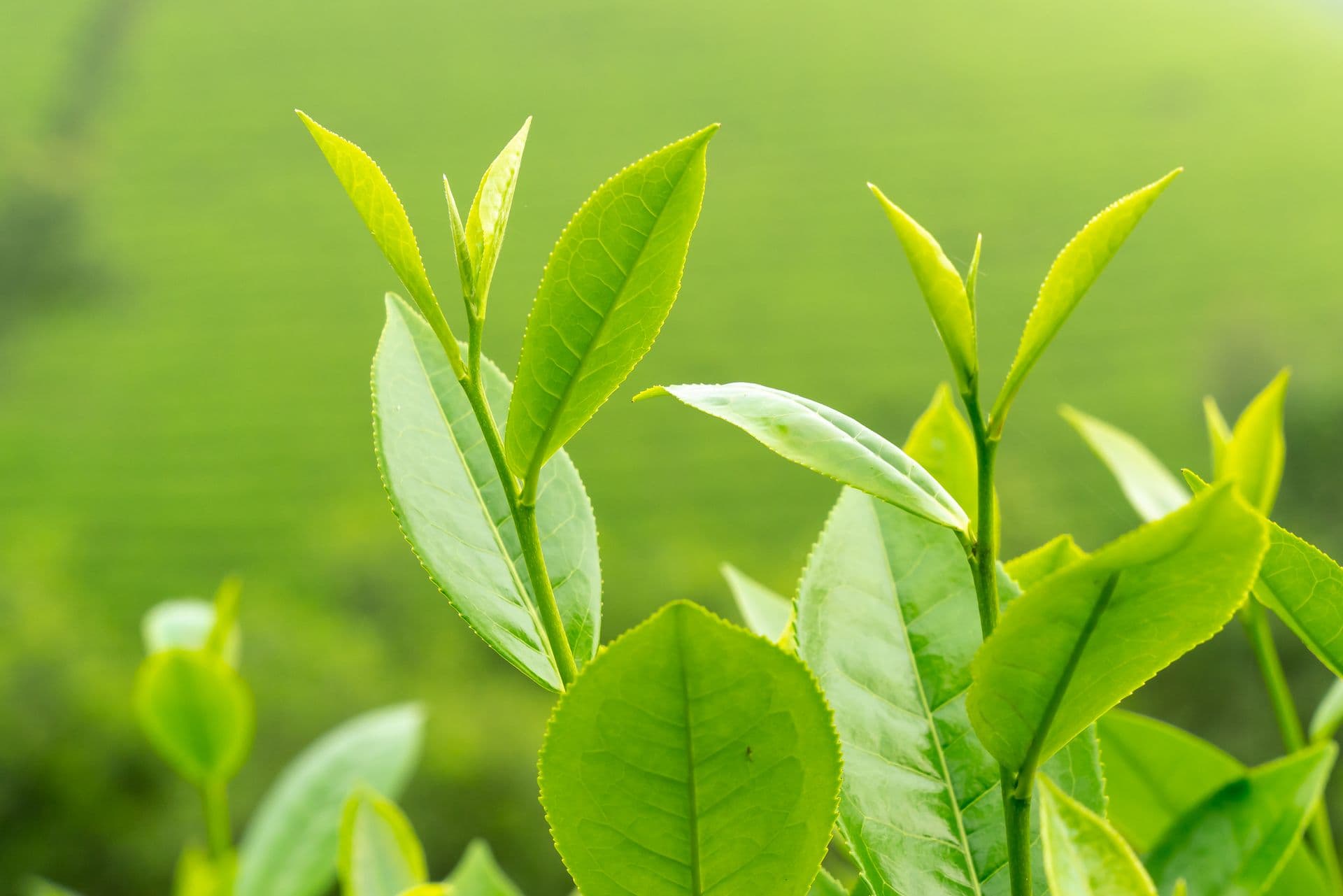 Tea Origin