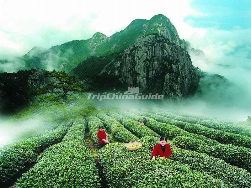 Wuyi Mountain Tea Plantation